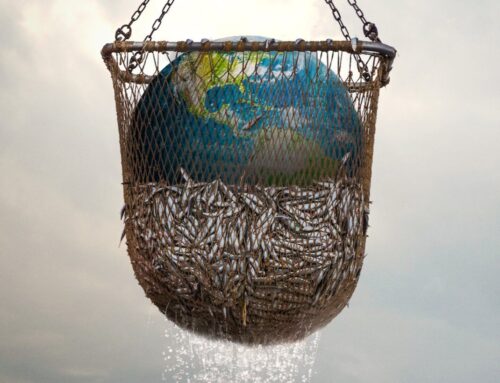 Itsasoa beste begi batzuekin ikusteko 5 dokumental