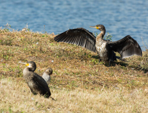 Avistar para conservar: biodiversidad marina desde MATER